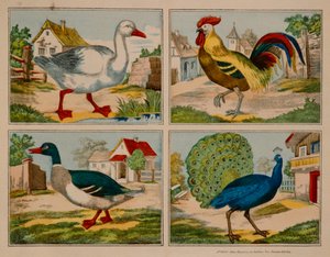 Illustration mit Ente, Gans, Pfau und Hahn, Neuruppiner Bilderbogen
