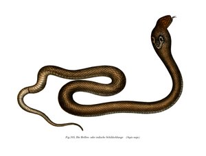 Indische Kobra