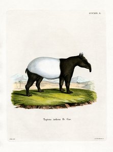 Indischer Tapir