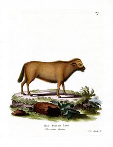 Indischer Wasserbüffel