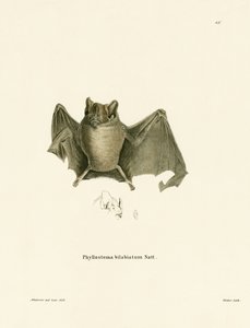 Ipanema-Fledermaus von German School