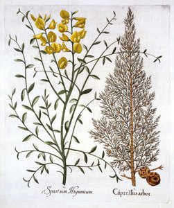 Italienische Zypresse und Spanischer Ginster, aus Hortus Eystettensis, von Basil Besler, veröffentlicht 1613 von German School