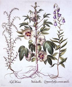 Jamaika-Sauerampfer, Glockenblume und Stachelsalz, aus Hortus Eystettensis, von Basil Besler, 1613