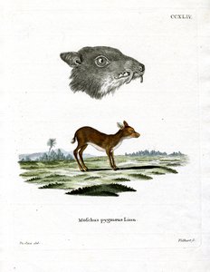 Java-Mausdeer von German School