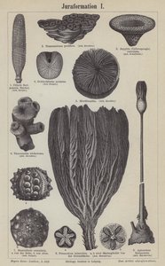 Jurassische Fossilien von German School