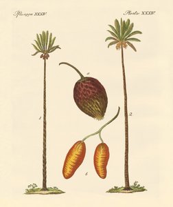 Palmenarten