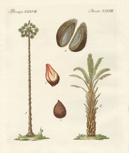 Palmenarten