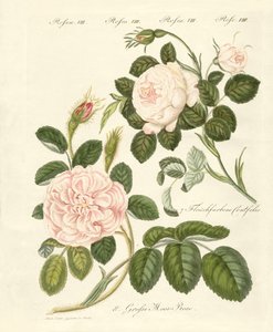 Rosenarten von German School