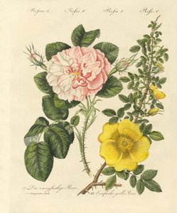 Arten von Rosen von German School