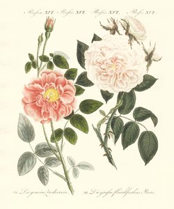 Arten von Rosen von German School