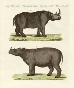 Große vierfüßige Säugetiere (kolorierte Gravur) von German School