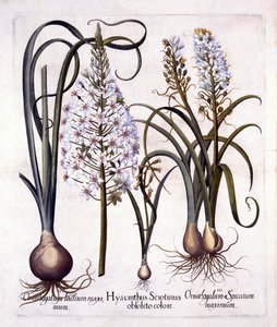 Späte Hyazinthe und Stern von Bethlehem, aus Hortus Eystettensis, von Basil Besler, 1613 von German School