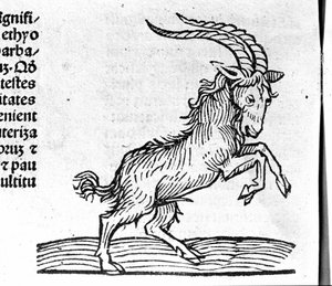 Der Steinbock - in Abhandlung von Johannes Angeli De Magnisconnectionibue annorum revolutionibus ac eorum perfectionibus. Augsburg, Erhard Ratdolt von German School