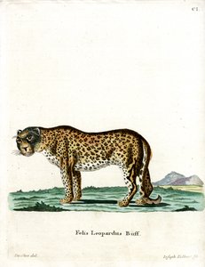 Leopard von German School