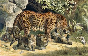 Leopard, Tafel aus Brehms Tierleben: Allgemeine Kunde des Tierreichs, Bd. 1, S. 463, veröffentlicht vom Bibliographischen Institut, 1890 von German School