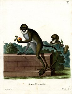 Kleine Fleckennasenmeerkatze