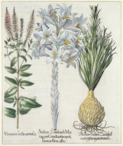 Lilie: 1.Sultan Zambach Martagon Constantinopolitanum flore albo 2.Veronica recta carnlea 3.Bulbus Sultan Zambach cuminfeunipartecaulis, aus Hortus Eystettensis von Basil Besler (1561-1629), veröffentlicht 1613