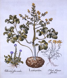 Löwenblatt und Alpenblumen, aus Hortus Eystettensis, von Basil Besler, 1613 von German School
