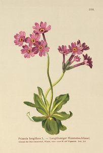 Langblütige Primel (Primula longiflora) von German School