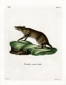 Langnasenbeutler