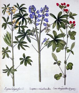 Lupinen und Roter Spargel-Erbse, aus Hortus Eystettensis, von Basil Besler, veröffentlicht 1613 von German School