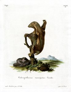 Malaiischer Flughund von German School