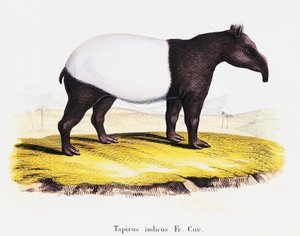 Malaiischer Tapir (Tapirus indicus), aus Säugetiere aus der Natur illustriert mit Beschreibungen, von Johann Christian Daniel von Schreber (1739-1810), Gravur von A. Fleischman nach Zeichnung von C. Weber, Band 6-7, Tafel 319-A, Deutschland von German School