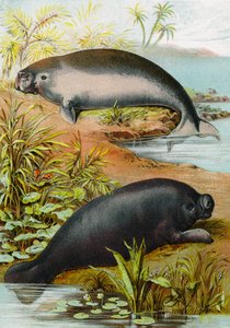 Seekuh und Dugong, ca. 1880