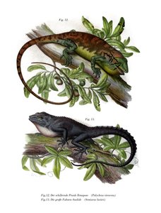 Buntbusch-Anolis von German School