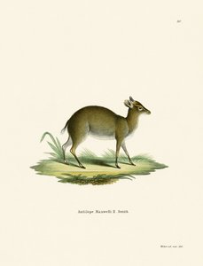 Maxwells Duiker