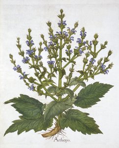 Mittelmeersalbei, aus "Hortus Eystettensis" von Basil Besler