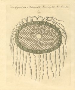 Mikroskopisches Bild aus dem Loch der federlosen Distelmark von German School