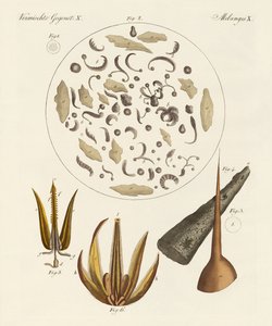 Mikroskopische Objekte von German School