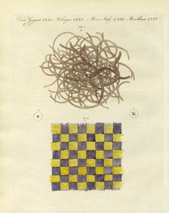 Mikroskopische Ansicht des Schwamms und der Qualle von German School