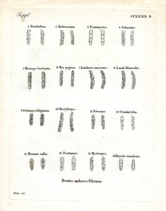 Backenzähne