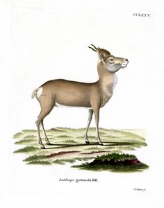 Mongolische Gazelle von German School