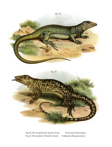 Waran (Farblithografie)