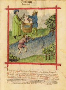 Ms Lat 9333 f.82 Aal-Fischen, aus Tacuinum Sanitatis von German School