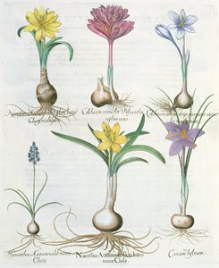 Narzissen, Krokusse und Hyazinthen: 1. Narcissus autumnalis; 2. Hyacinthus autumnalis; 3. Crocum biflorum; 4. Colchium album; 5. Colchium versicolor; 6. Narcissus autumnalis, aus dem Hortus Eystettensis von Basil Besler von German School