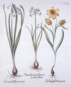 Narzisse, Tulpe und Sommer-Schneeflocke, aus Hortus Eystettensis, von Basil Besler, 1613 von German School