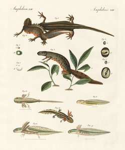 Naturgeschichte des Meersalamanders von German School
