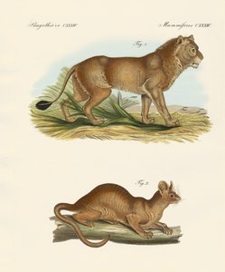 Neue Raubtiere (farbige Gravur)