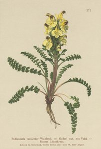 Oeders Läusekraut (Pedicularis versicolor, Pedicularis Oederi) von German School