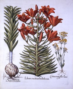 Orangenlilie mit Brutknospen und Zwiebeln, Spätblühende Schwarzwurzel, aus Hortus Eystettensis, von Basil Besler, 1613