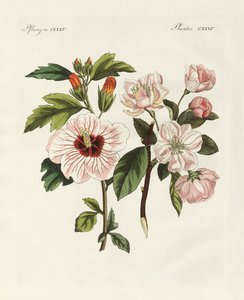 Zierpflanzen