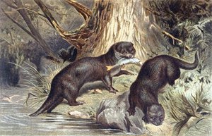 Otter, Tafel aus "Brehms Tierleben: Allgemeine Kunde des Tierreichs", Bd.1, S.670, veröffentlicht vom Bibliographischen Institut von German School