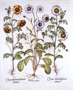 Ochsenauge und Kronen-Margerite, aus Hortus Eystettensis, von Basil Besler, veröffentlicht 1613 von German School
