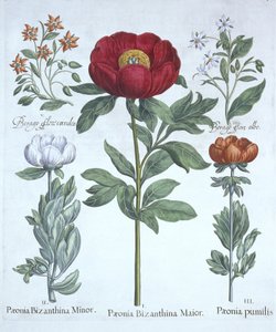 Pfingstrosen und Borretsch, aus Hortus Eystettensis, von Basil Besler (1561-1629), veröffentlicht 1613