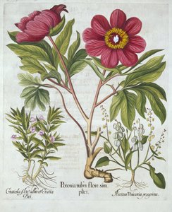 Pfingstrose, Ziest und Schaf-Sauerampfer, aus Hortus Eystettensis, von Basil Besler (1561-1629), veröffentlicht 1613 von German School
