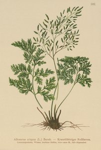 Petersilienfarn (Allosurus crispus, Cryptogramma crispa, Osmunda crispa, Allosorus crispus)